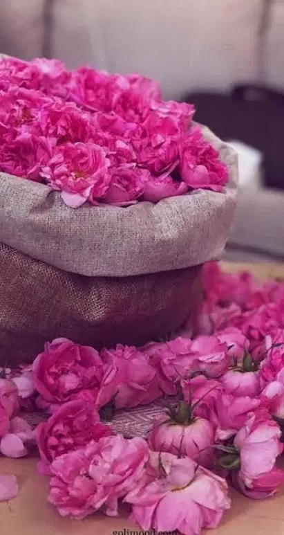 گل محمدی|گل و گیاه طبیعی|مرند, |دیوار