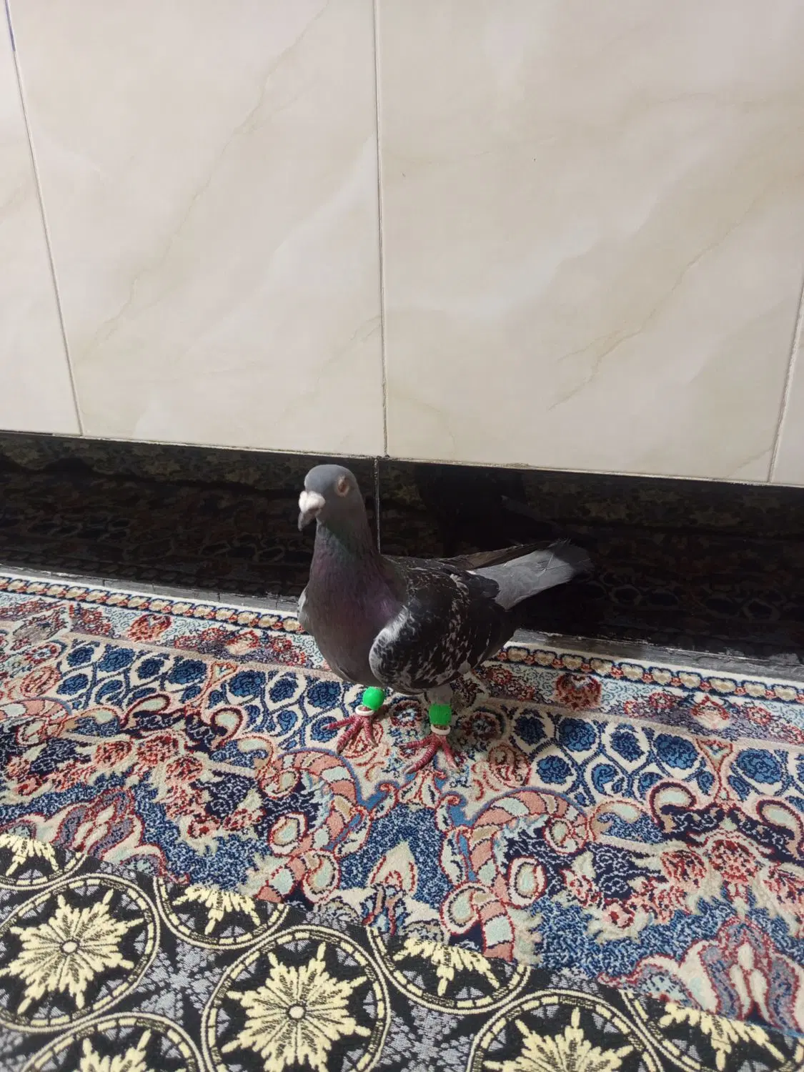 کبوتر|پرنده|مشهد, طبرسی شمالی|دیوار