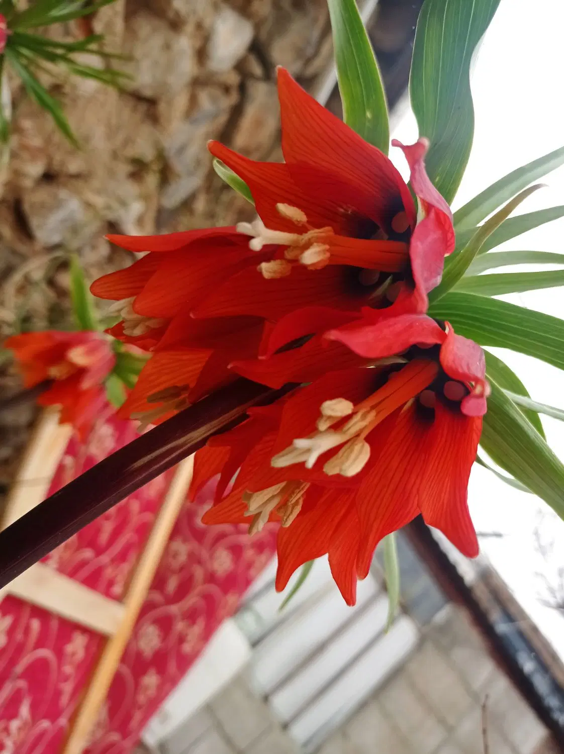 کاه|عمده‌فروشی|کرچمبو, |دیوار