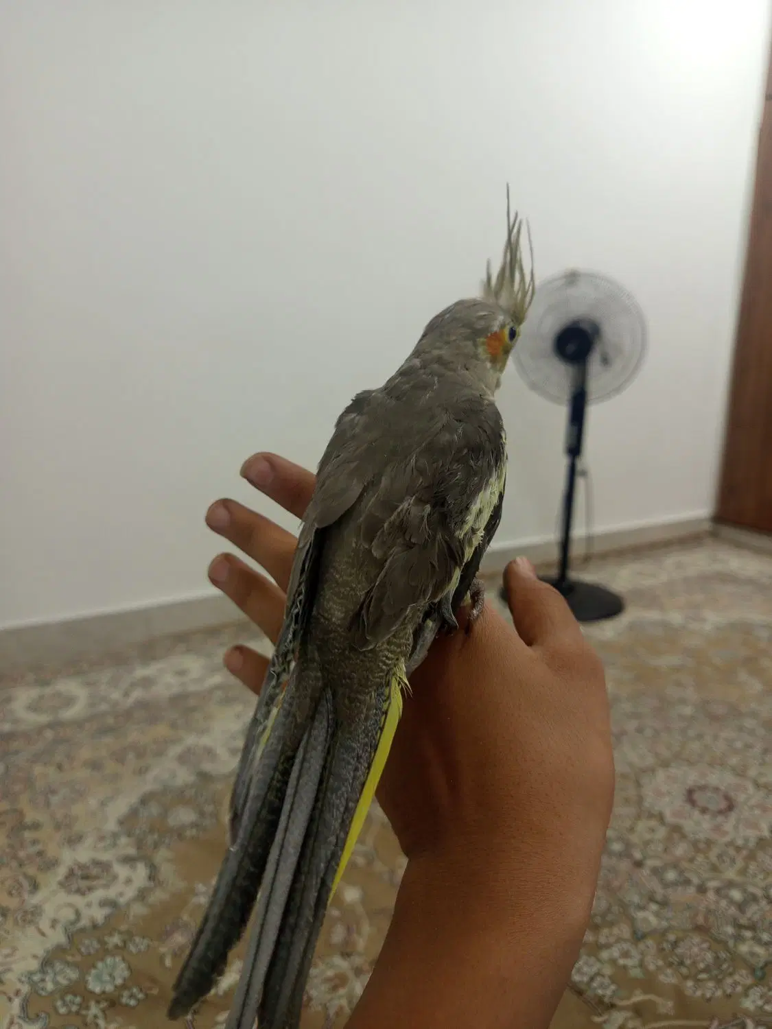 پرنده|پرنده|الیگودرز, |دیوار