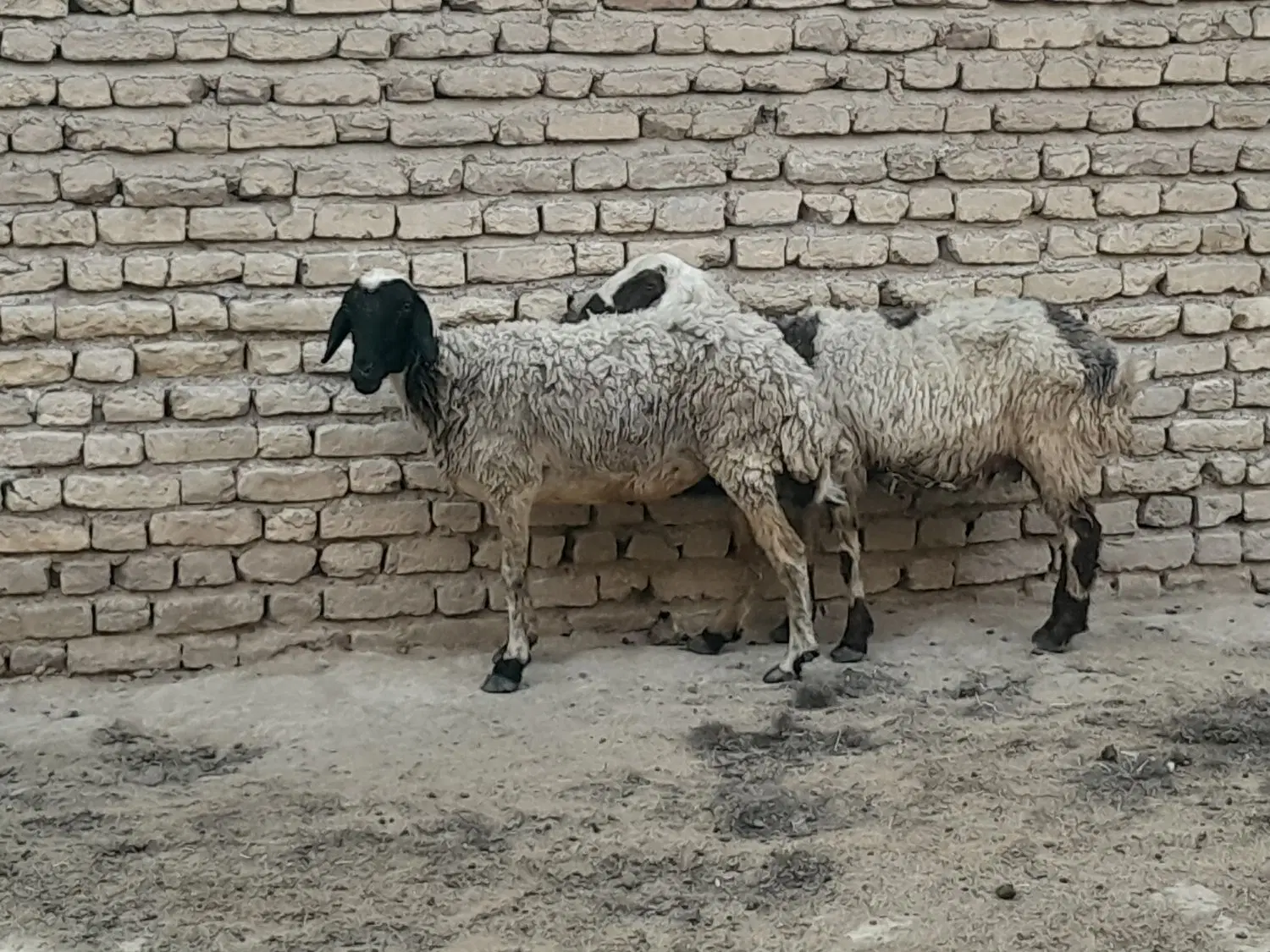 میش|حیوانات مزرعه|جهرم, |دیوار