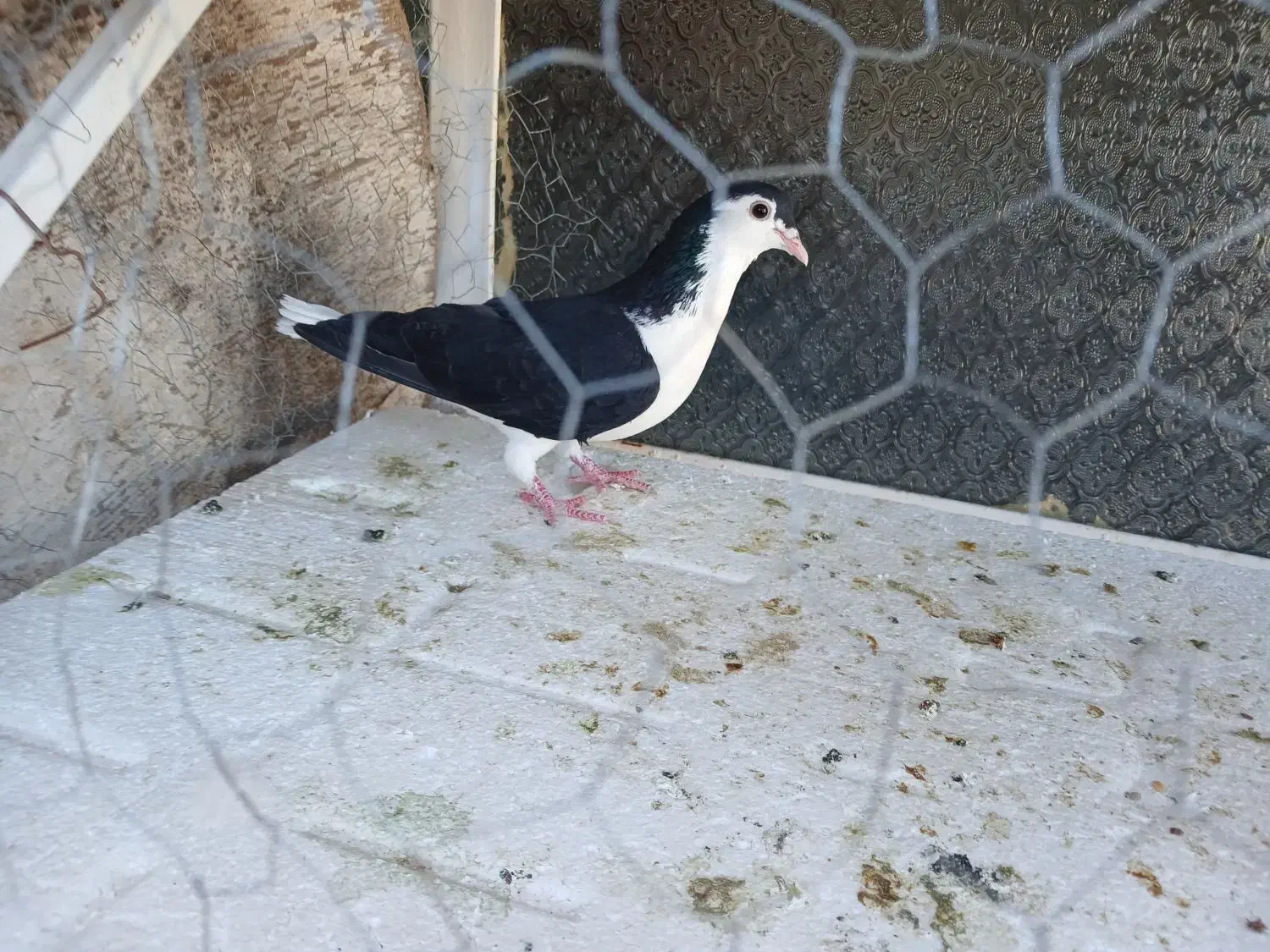 کبوتر|پرنده|مسجد سلیمان, |دیوار