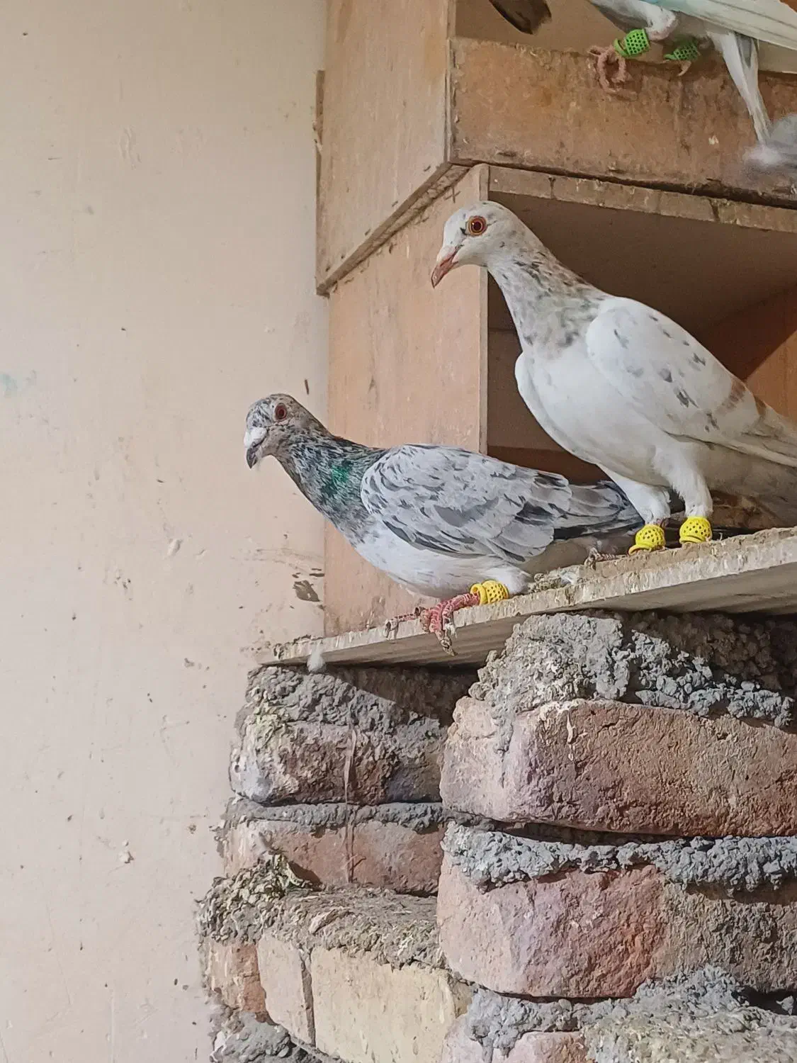 جفت خطی|پرنده|خرمدشت, |دیوار