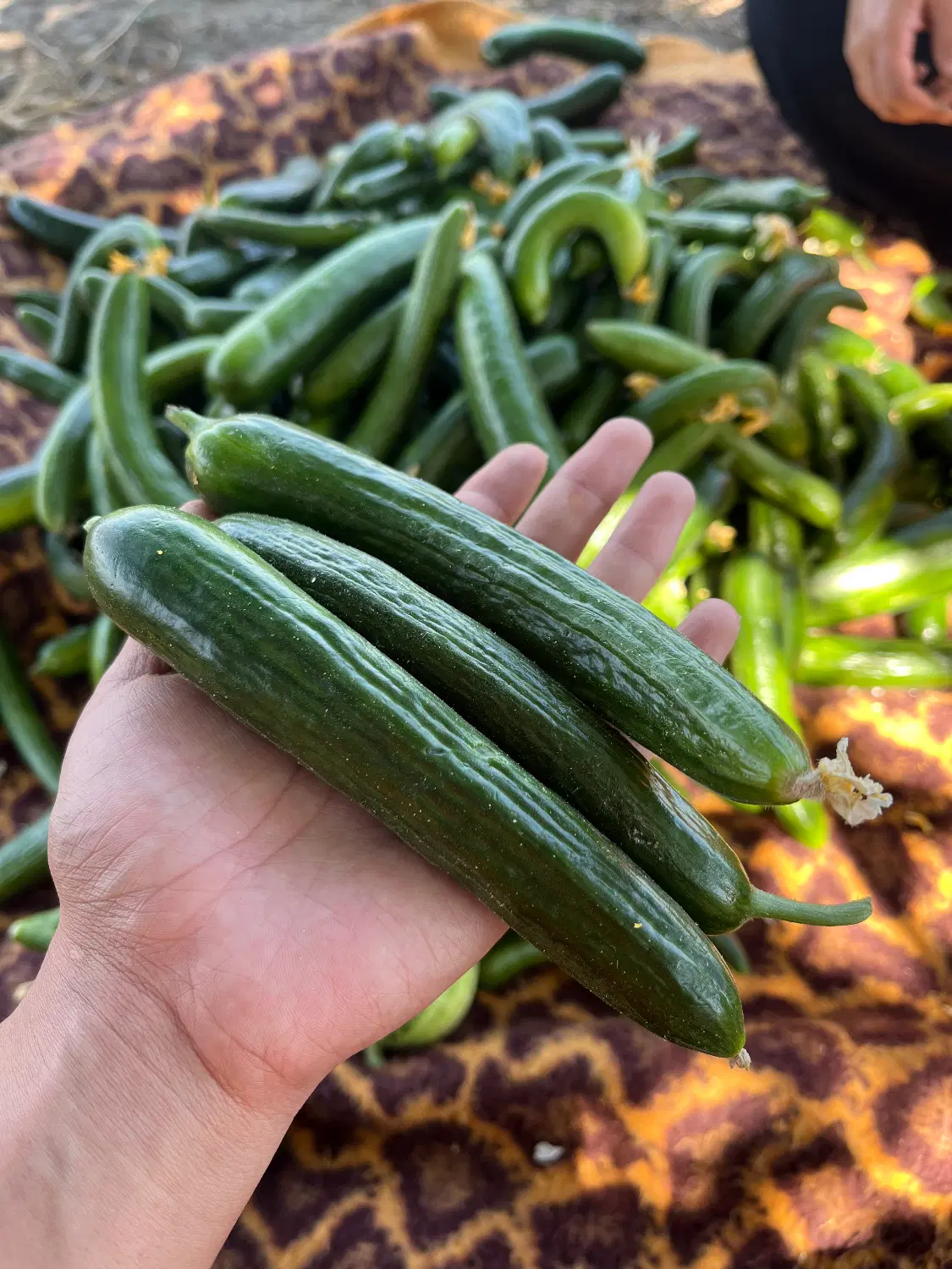 خیار|خوردنی و آشامیدنی|ارومیه, |دیوار