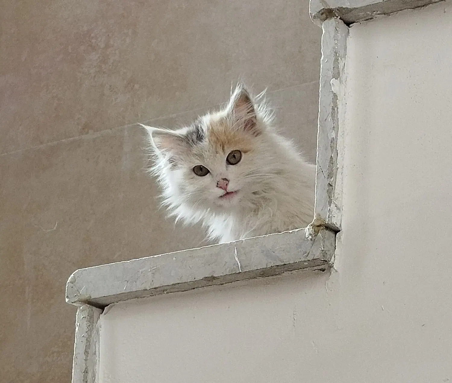 گربه خانگی|گربه|یزد, |دیوار