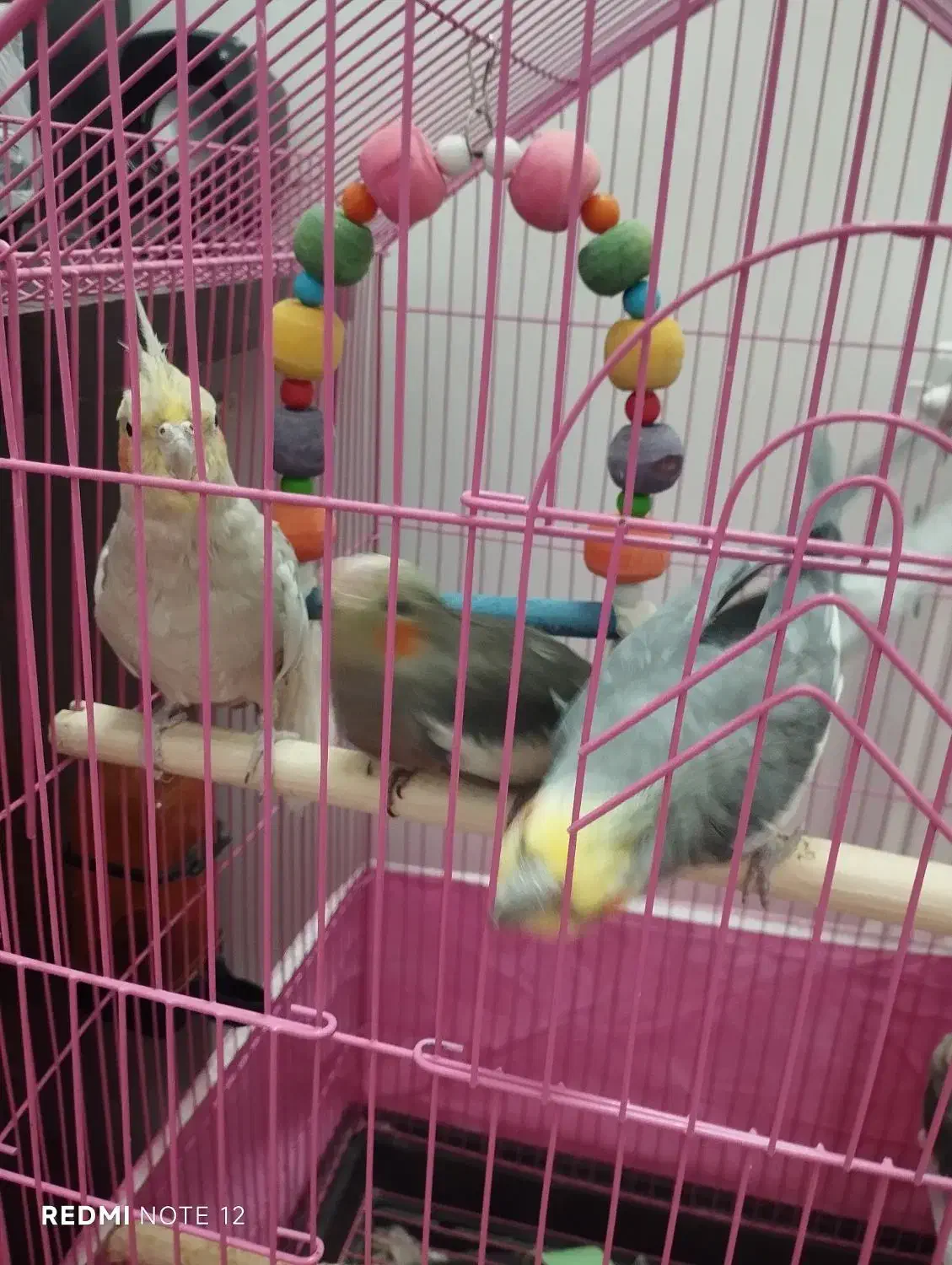 عروس هلندی|پرنده|قم, کلهری|دیوار