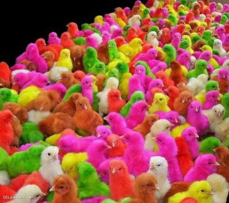 جوجه رنگی|حیوانات مزرعه|قزوین, |دیوار