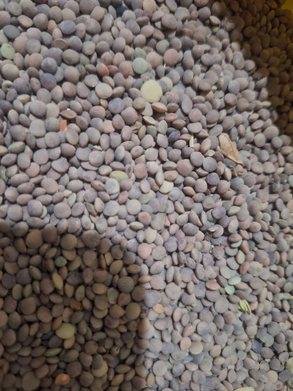 عدس ریز|خوردنی و آشامیدنی|سرفاریاب, |دیوار