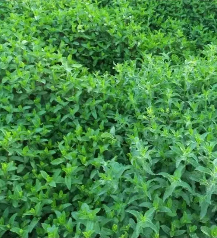 نعنا|خوردنی و آشامیدنی|تبریز, |دیوار