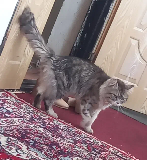 گربه نر|گربه|ارومیه, |دیوار