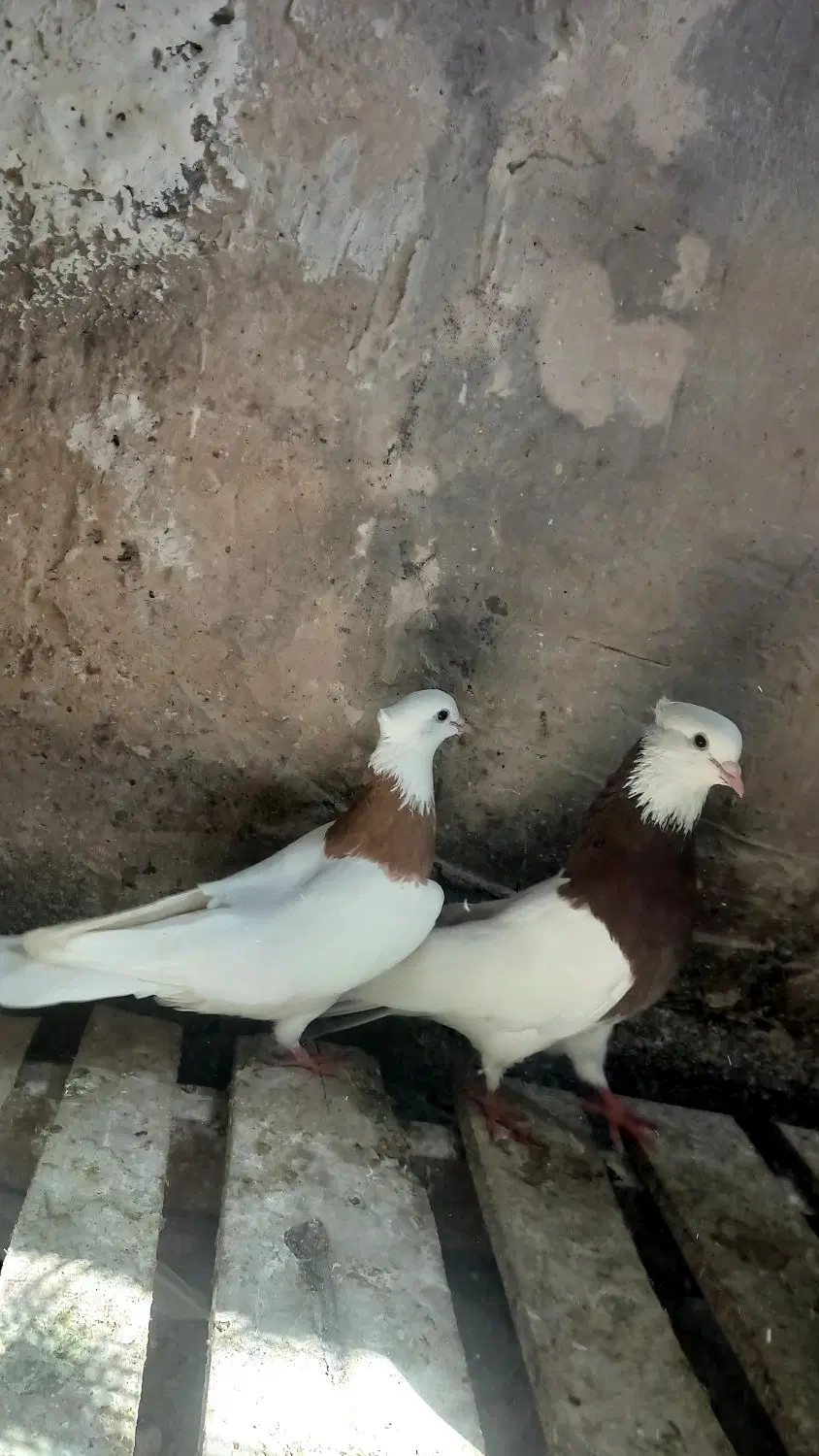 طوقی|پرنده|چگنی, |دیوار