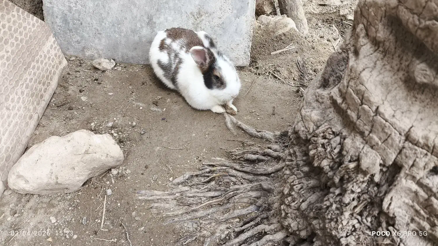 650|موش و خرگوش|خورموج, |دیوار