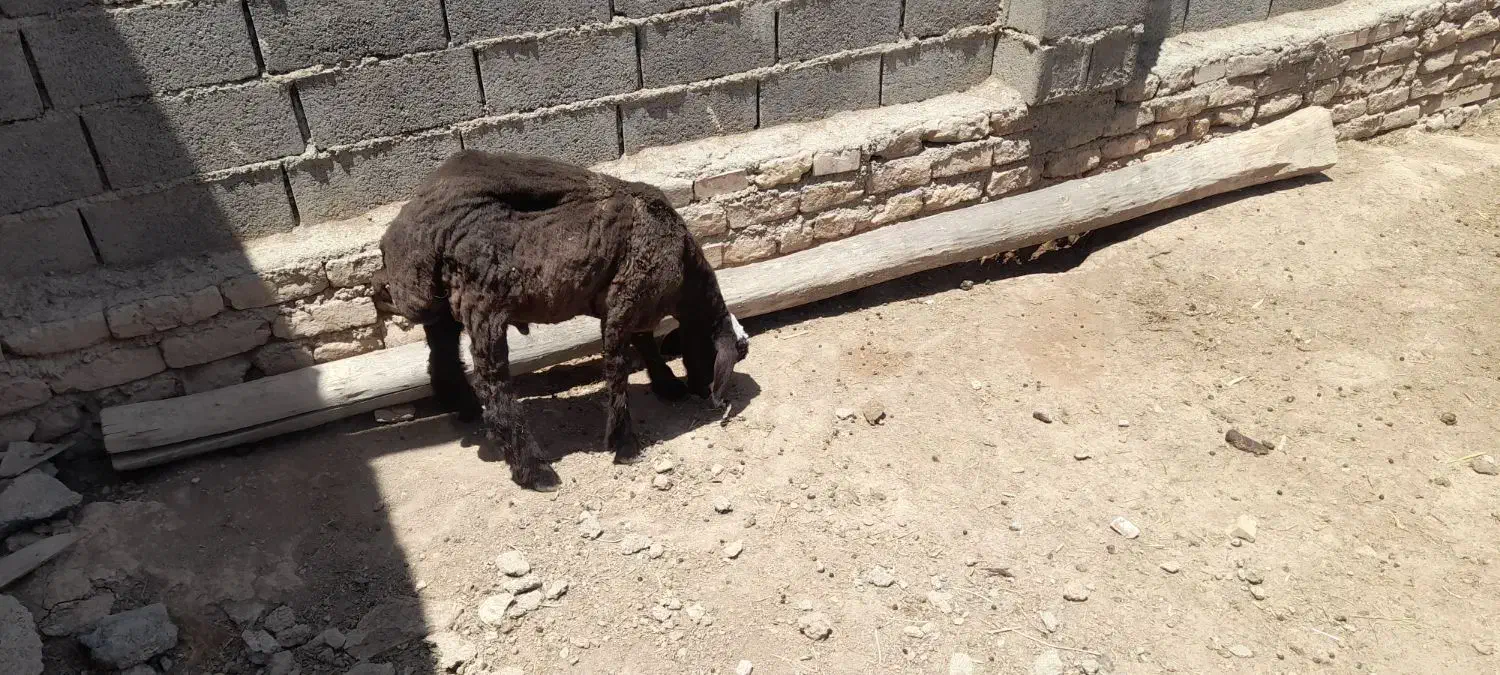 بره|حیوانات مزرعه|مشهد, احمدآباد|دیوار