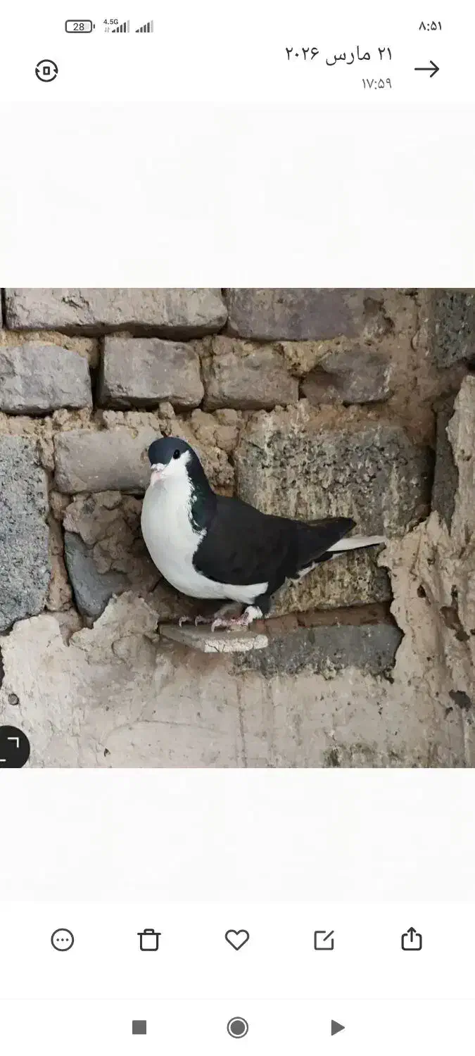 موکت|موکت|کرمان, |دیوار