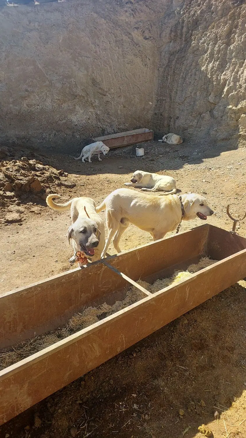 سگ عراقی|سگ|کبودرآهنگ, |دیوار