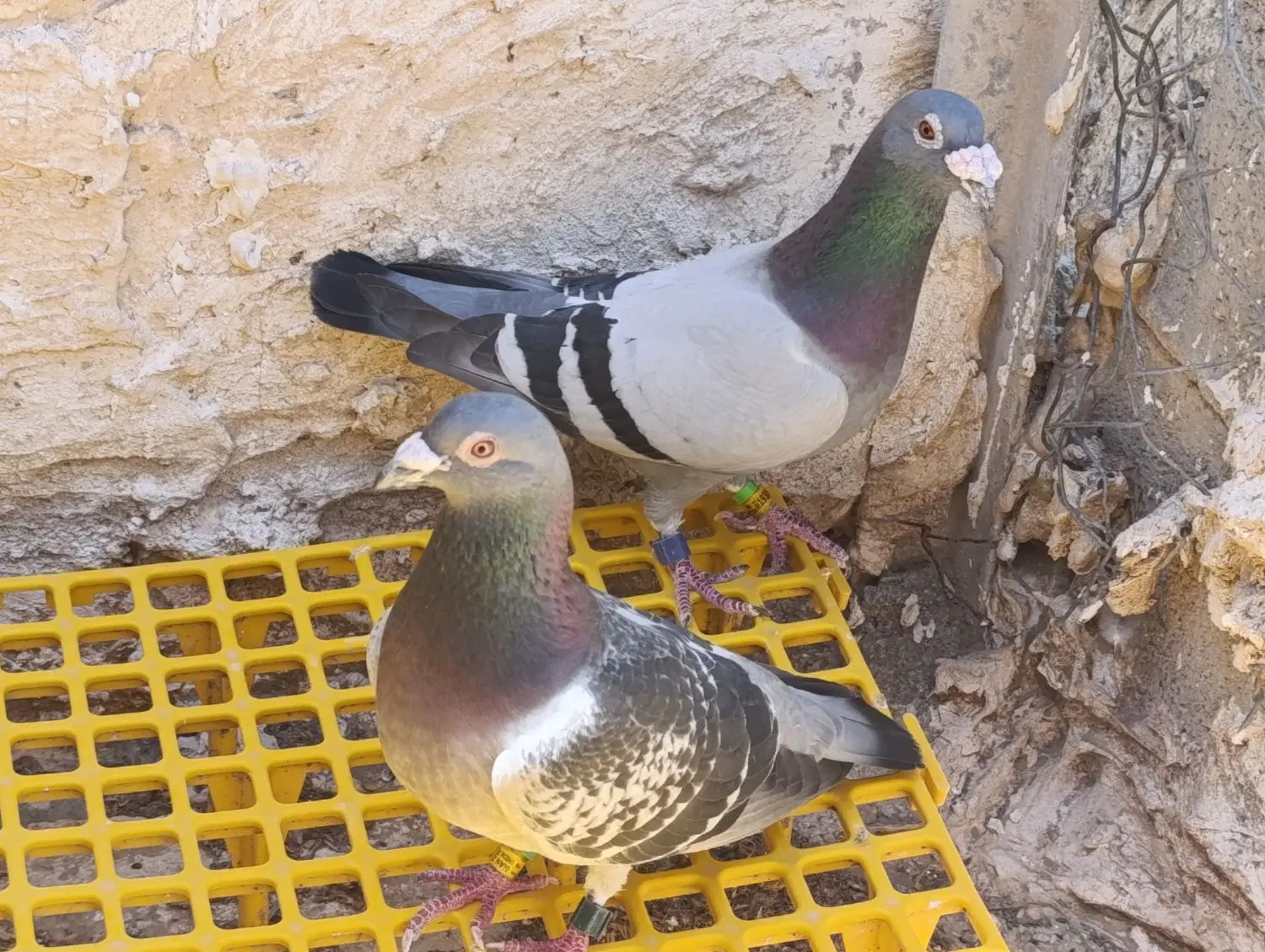 نشسته|پرنده|خورموج, |دیوار