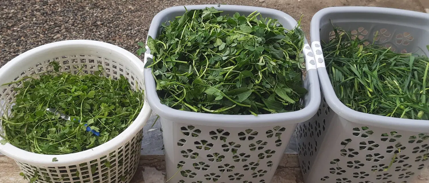 سبزیجات|خوردنی و آشامیدنی|خزل, |دیوار