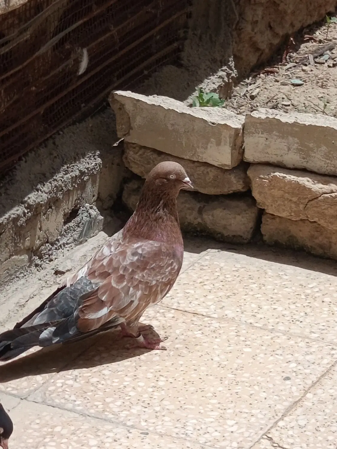 کمتر|پرنده|بهبهان, |دیوار