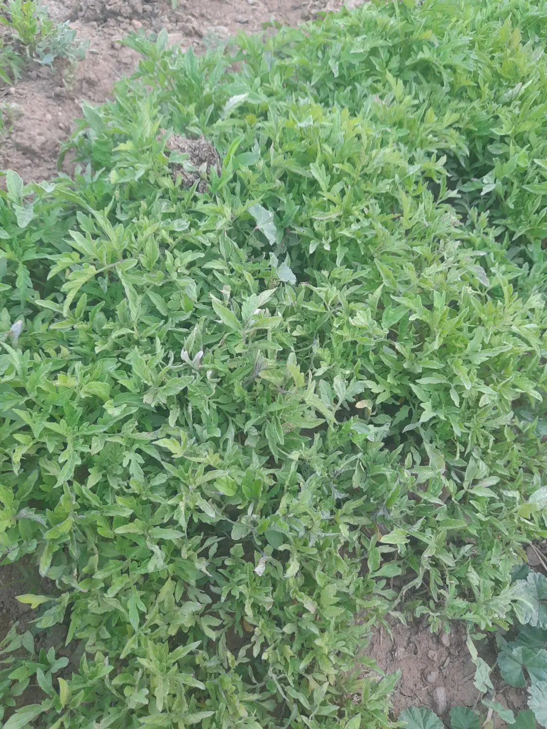تیلکی گوجه|گل و گیاه طبیعی|نورآباد, |دیوار