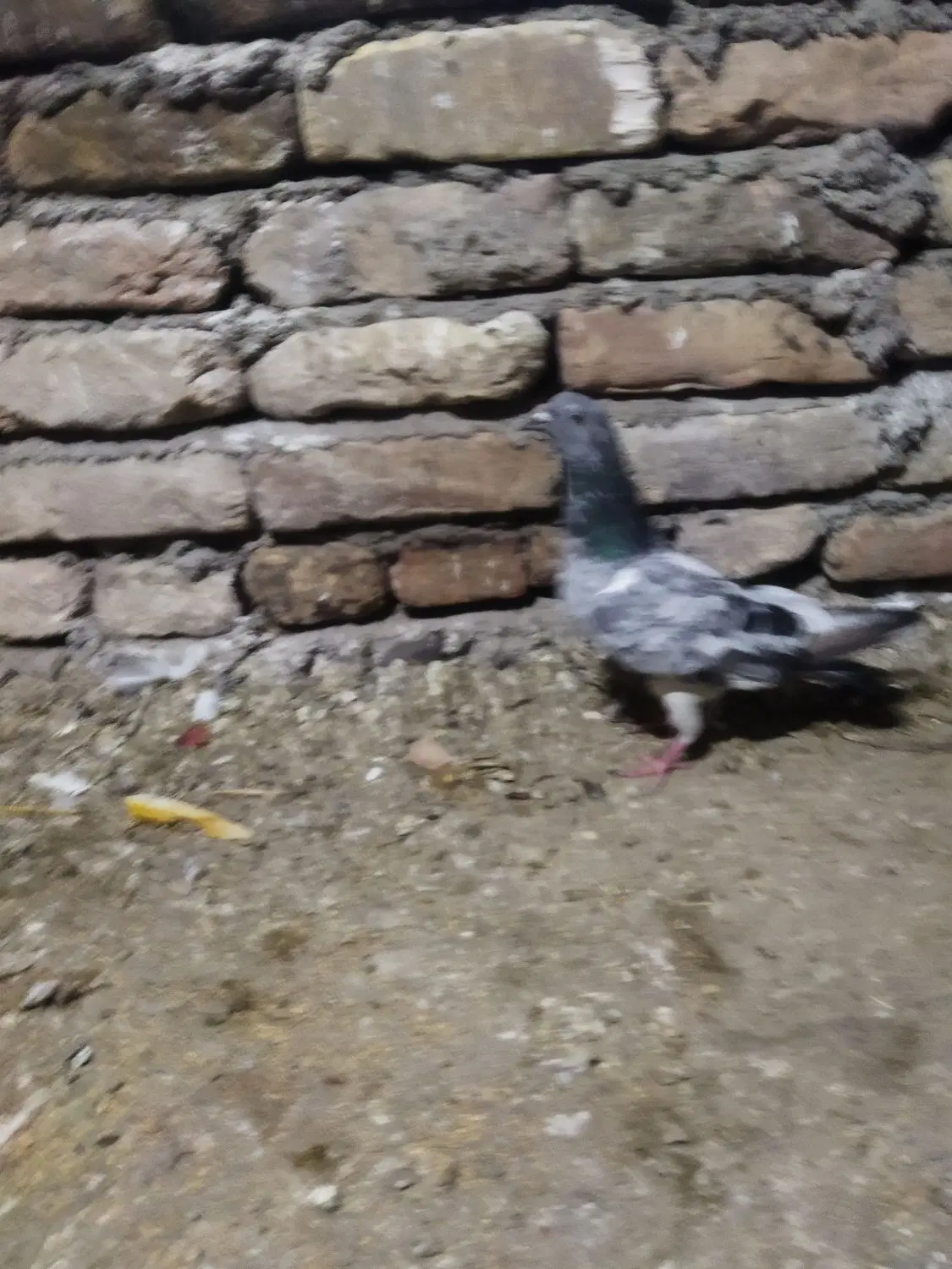 کبوتر|پرنده|علی‌آباد کتول, |دیوار