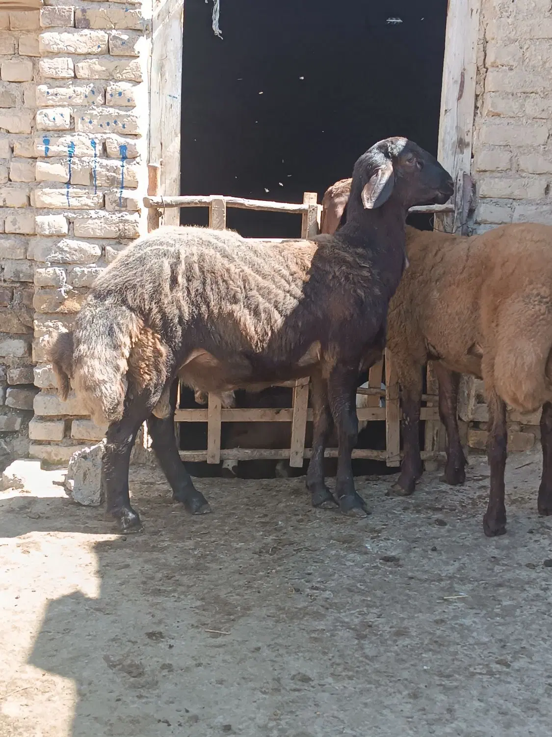 بره قوچ|حیوانات مزرعه|نیر (اردبیل), |دیوار