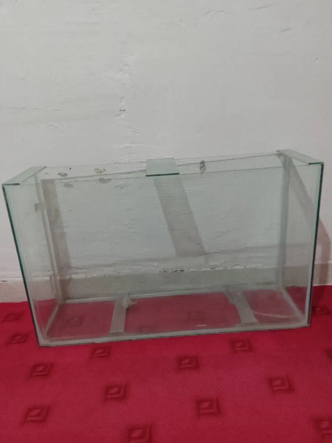 آکواریوم|ماهی|چگنی, |دیوار