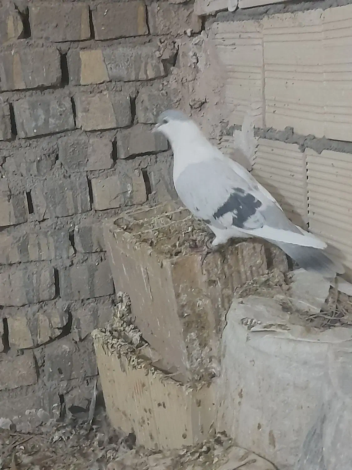 کفتر چپ|پرنده|بافق, |دیوار