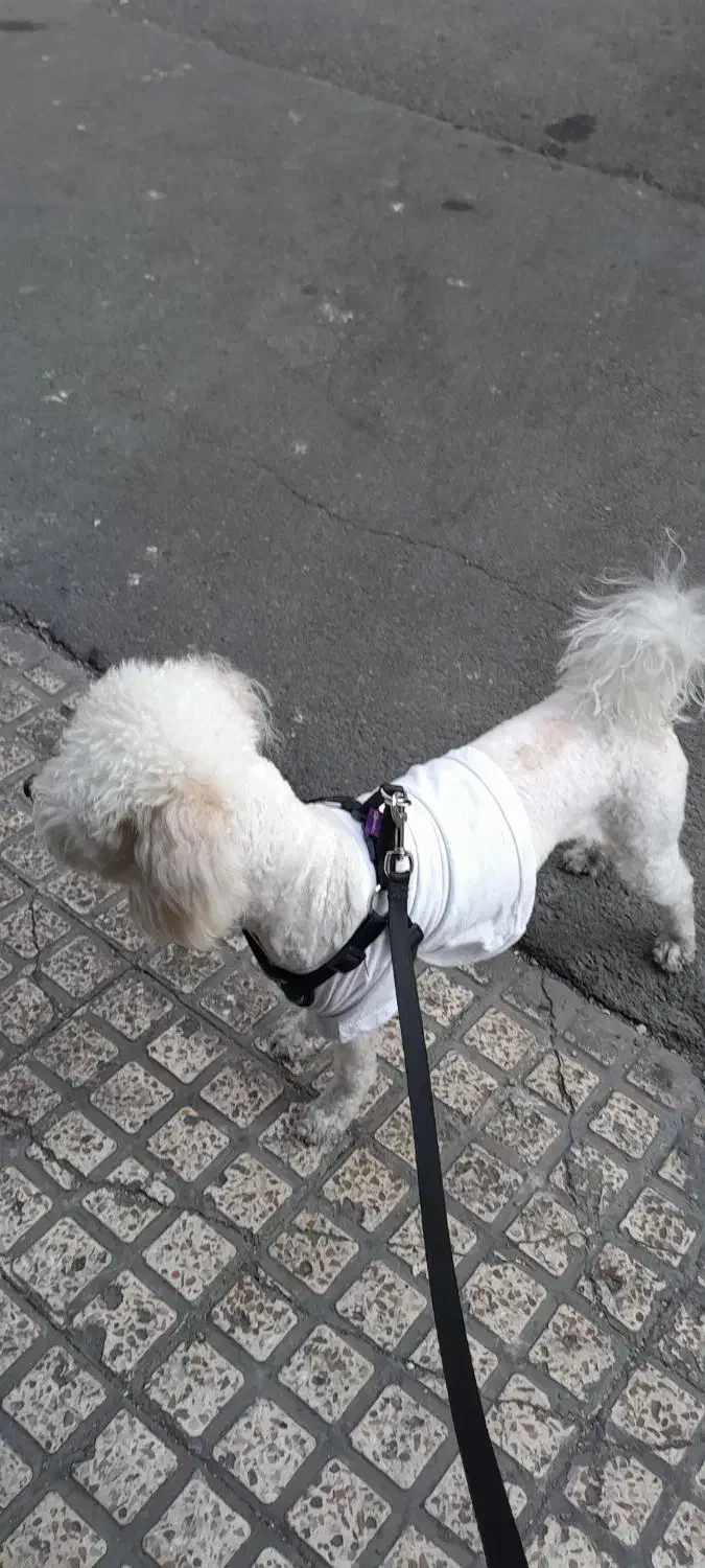 پودل و شیوا|سگ|شهر ری, ظهیرآباد|دیوار