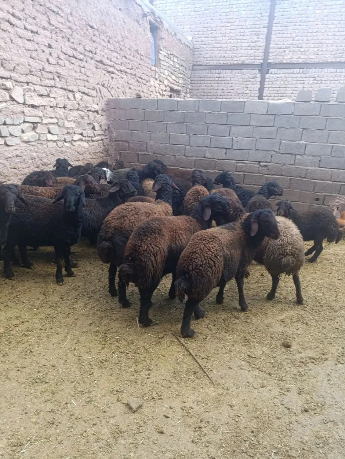 بره نر|حیوانات مزرعه|بزینه رود, |دیوار