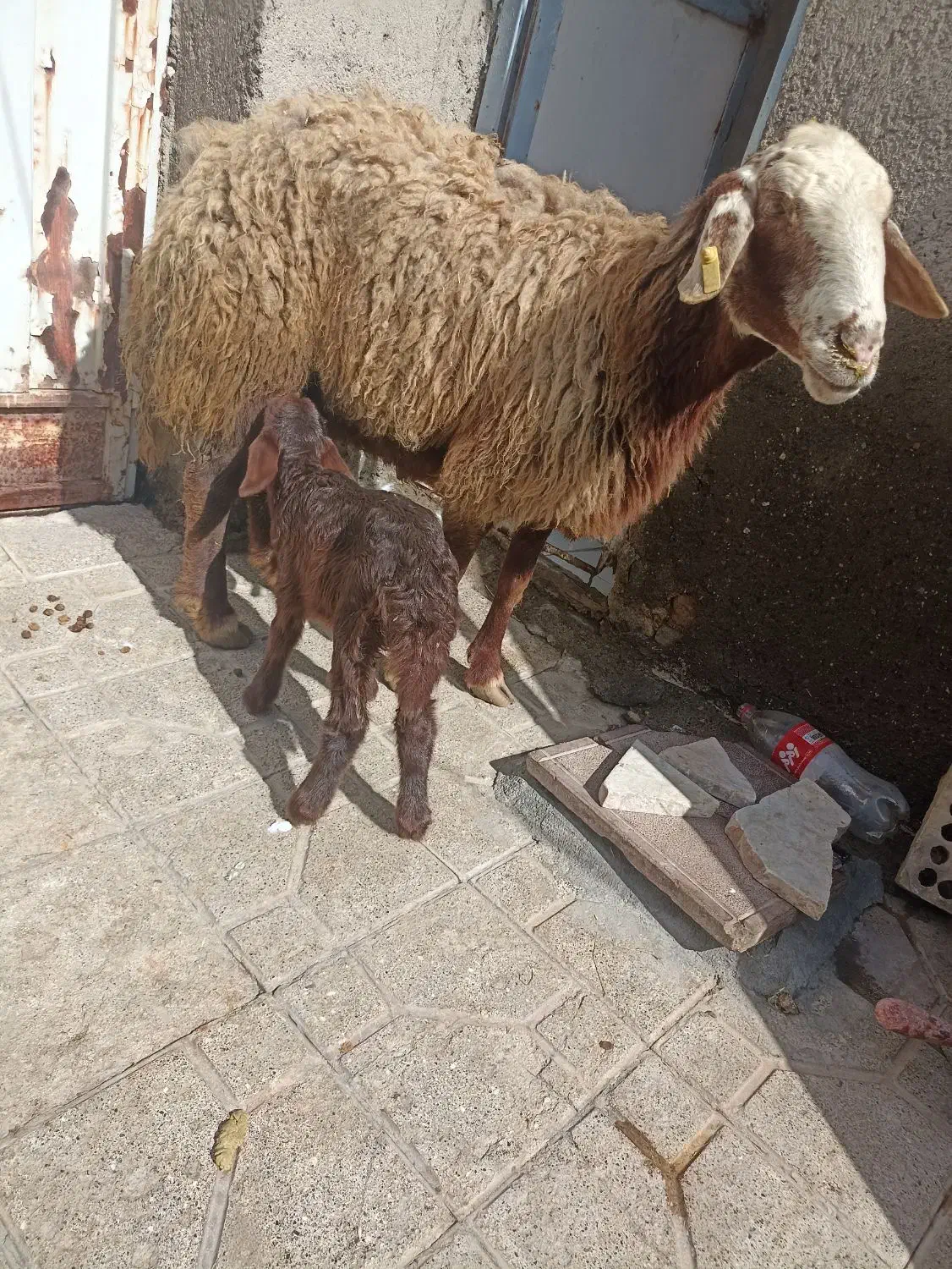 میش وبره|حیوانات مزرعه|مشهد, همت آباد|دیوار