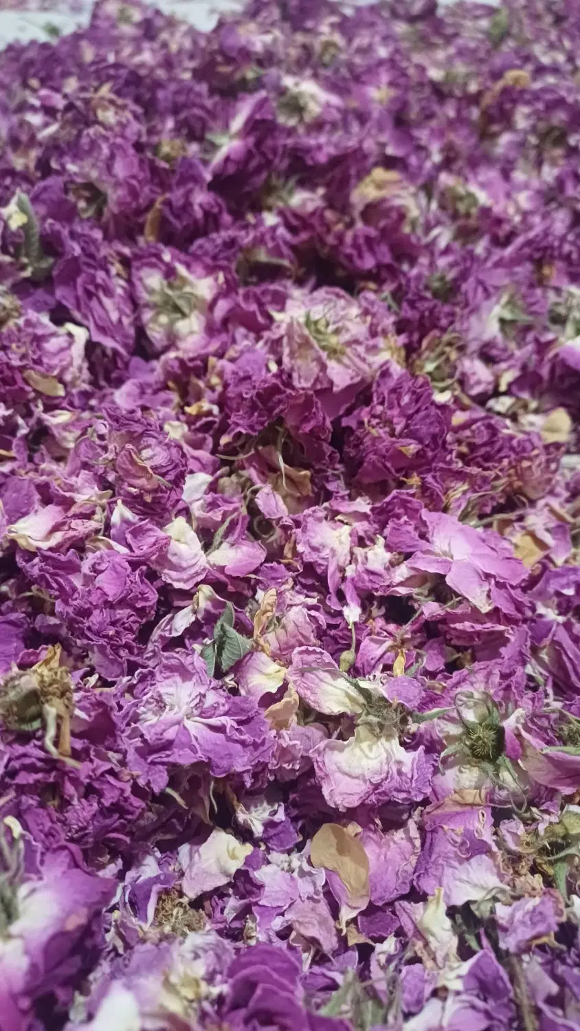 گل محمدی|خوردنی و آشامیدنی|زنجان, |دیوار