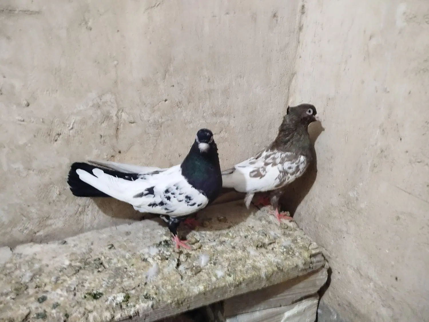 جفت سینه|پرنده|گناباد, |دیوار