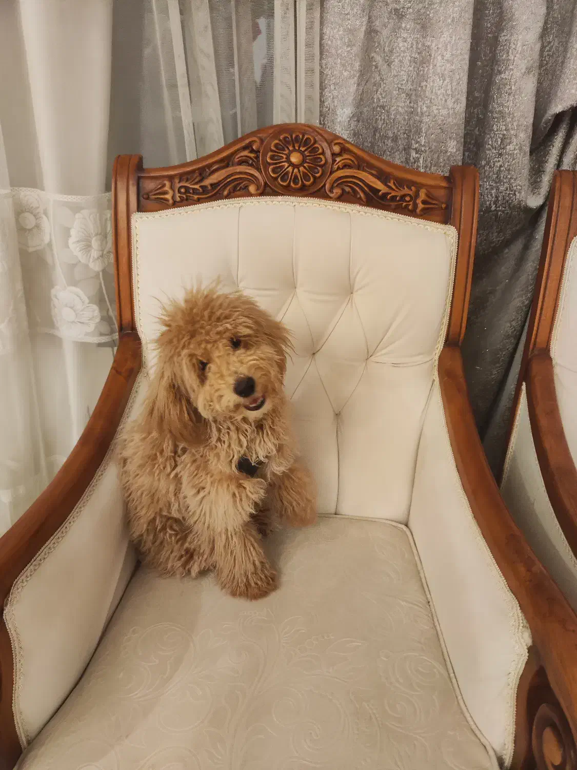 سگ پودل|سگ|تهران, پاسداران|دیوار