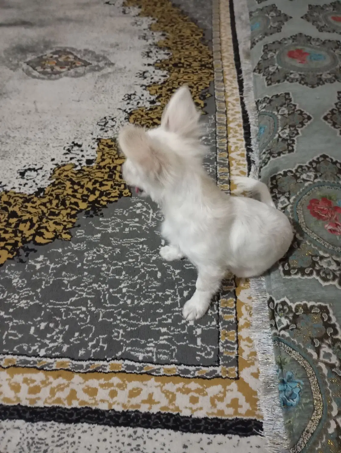 سگ.|سگ|کهنوج, |دیوار