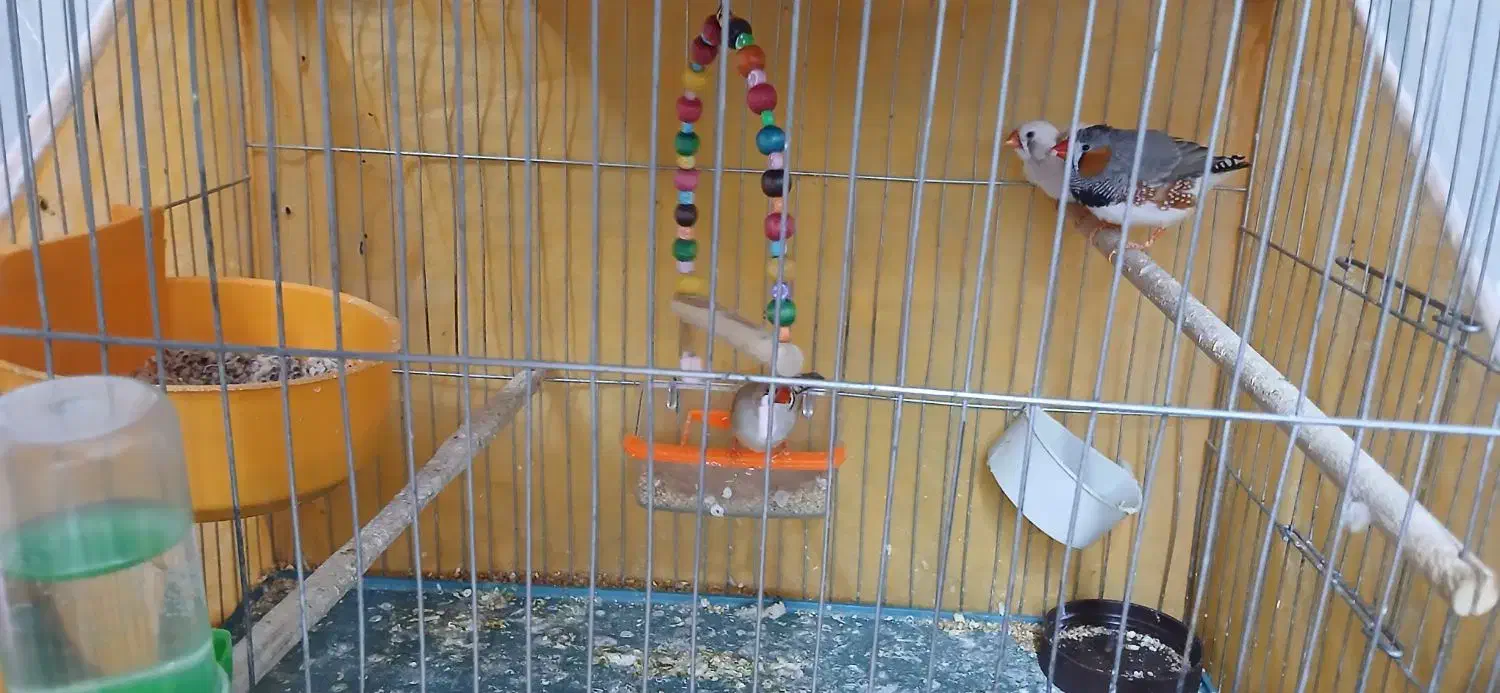 فروشی|پرنده|خمینی‌شهر, |دیوار