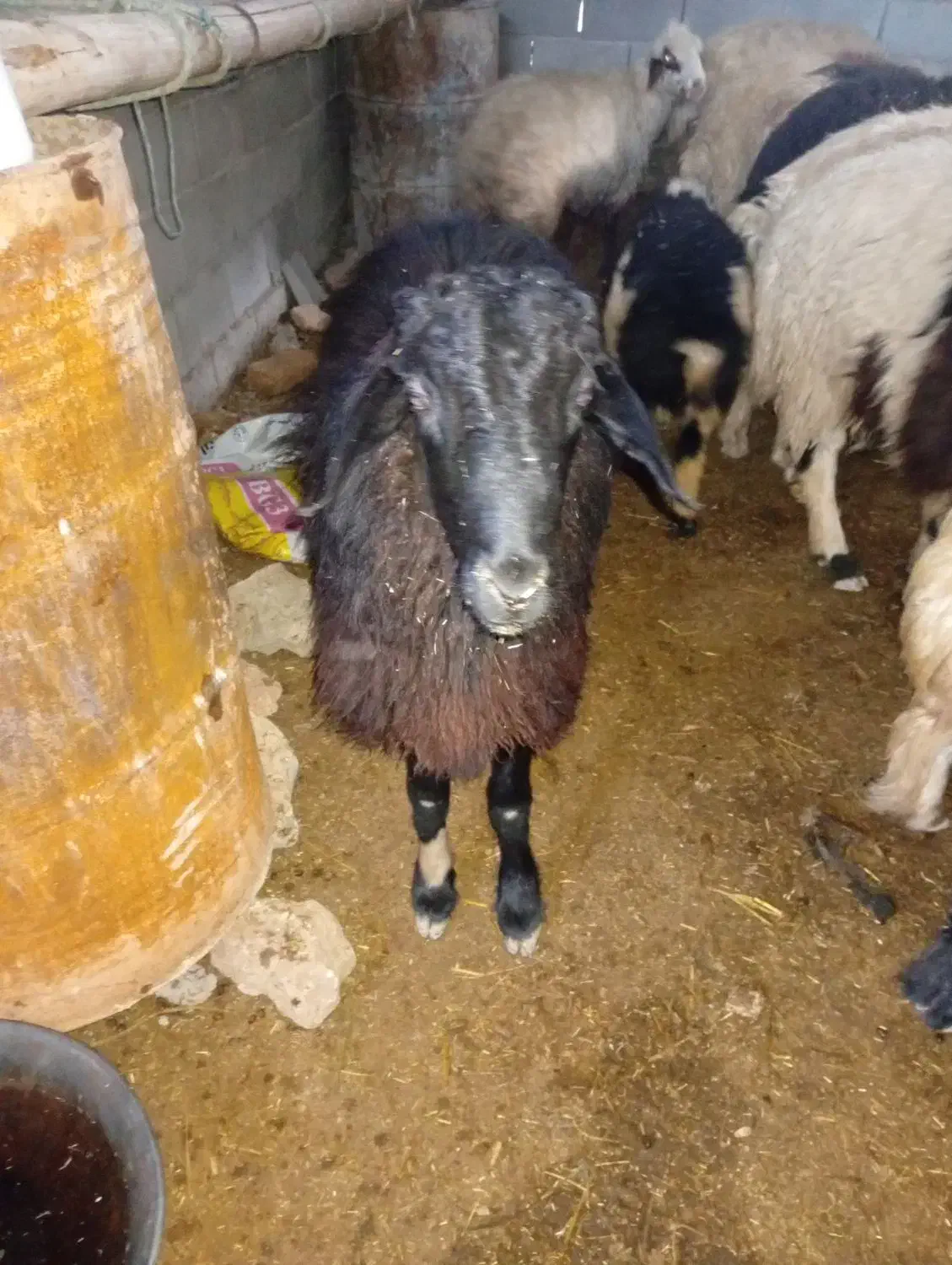 شیشک قوچ|حیوانات مزرعه|فلارد, |دیوار