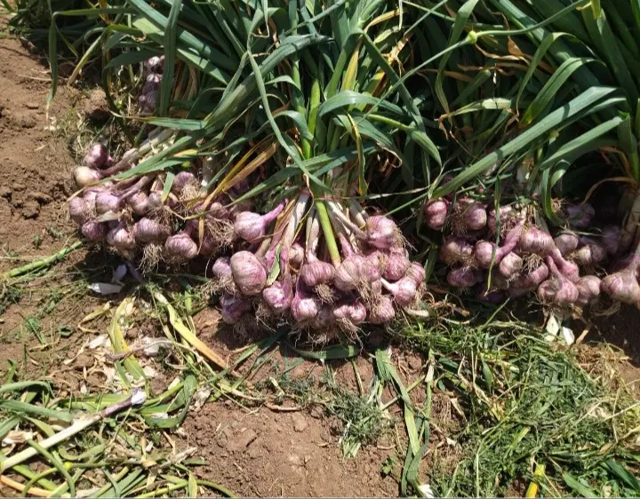 سیر|خوردنی و آشامیدنی|تالش, هشتپر|دیوار