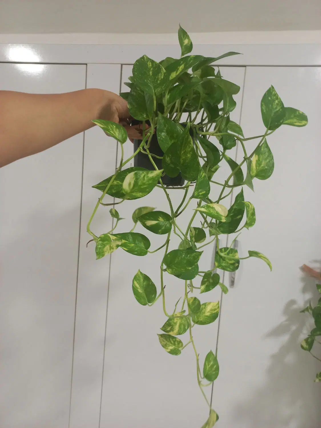 آویز|گل و گیاه طبیعی|رشت, حومه رشت|دیوار