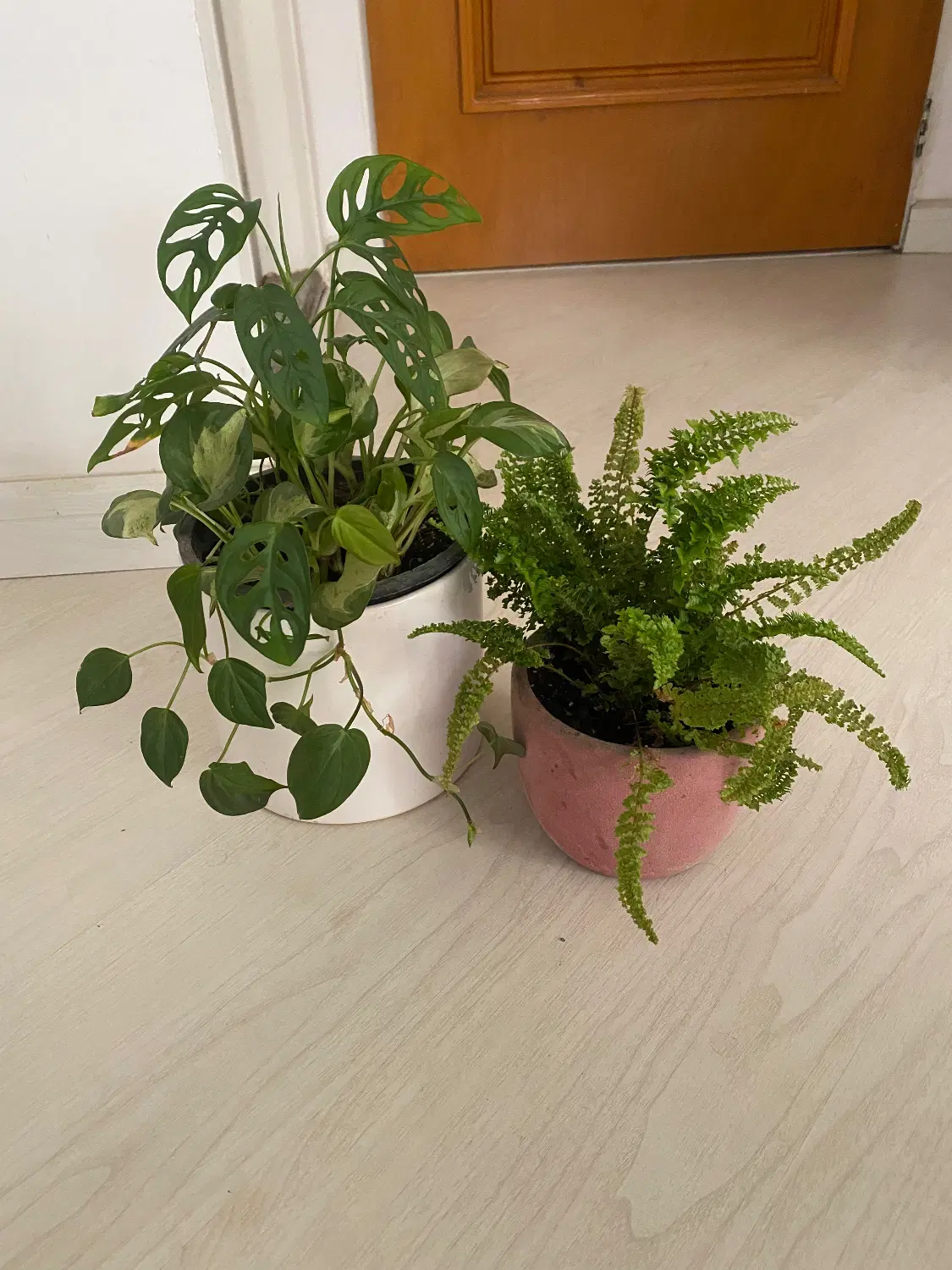 گل طبیعی|گل و گیاه طبیعی|رشت, گلسار|دیوار