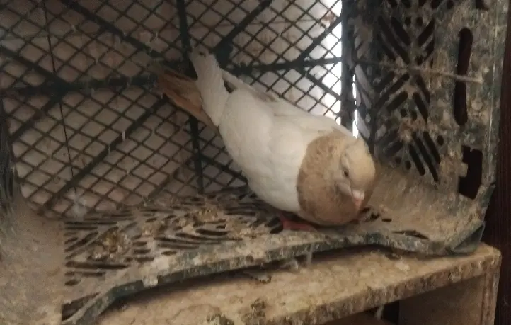 کفتر|پرنده|آبادان, |دیوار