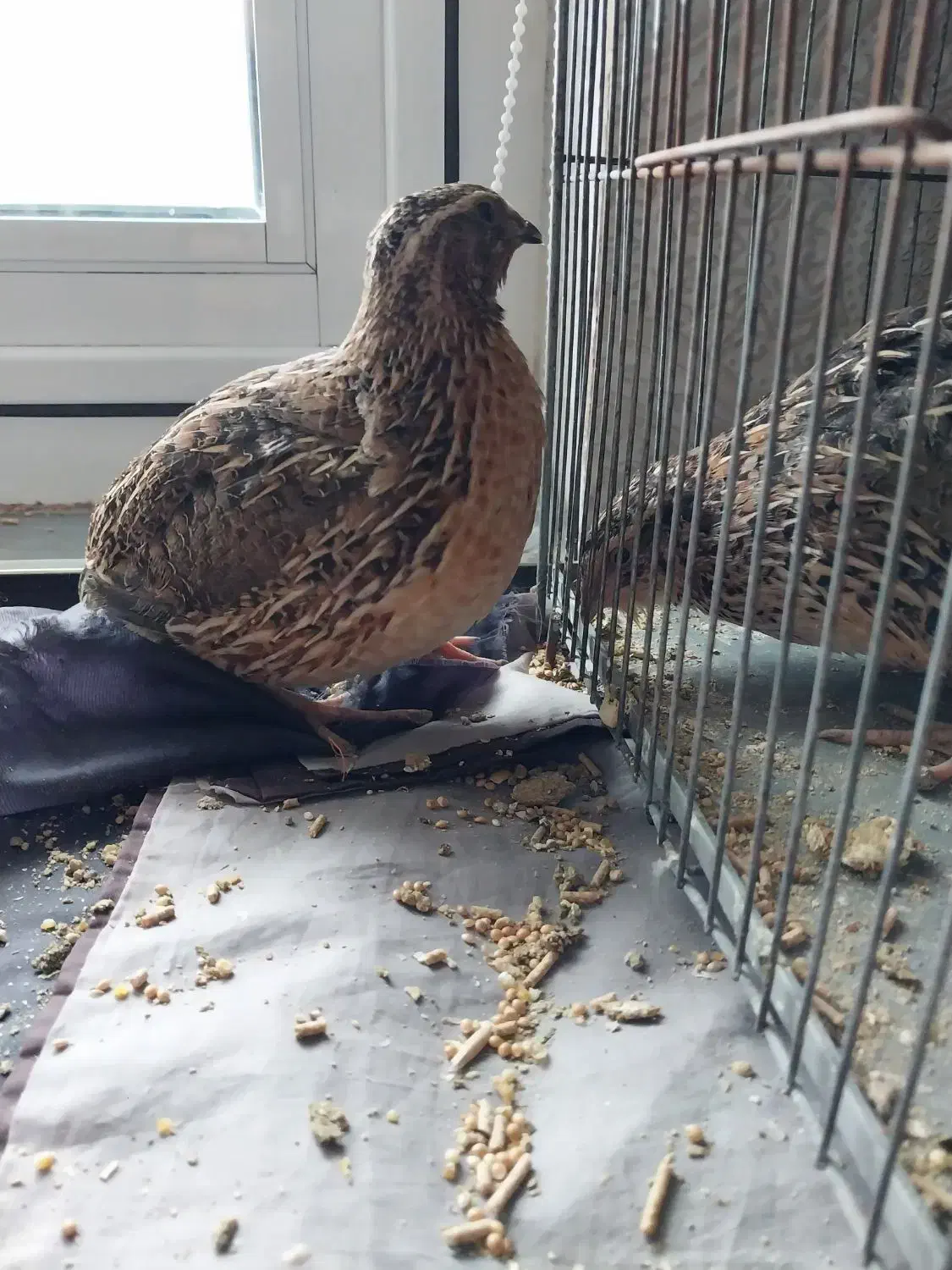 بلدرچین|پرنده|اردبیل, |دیوار