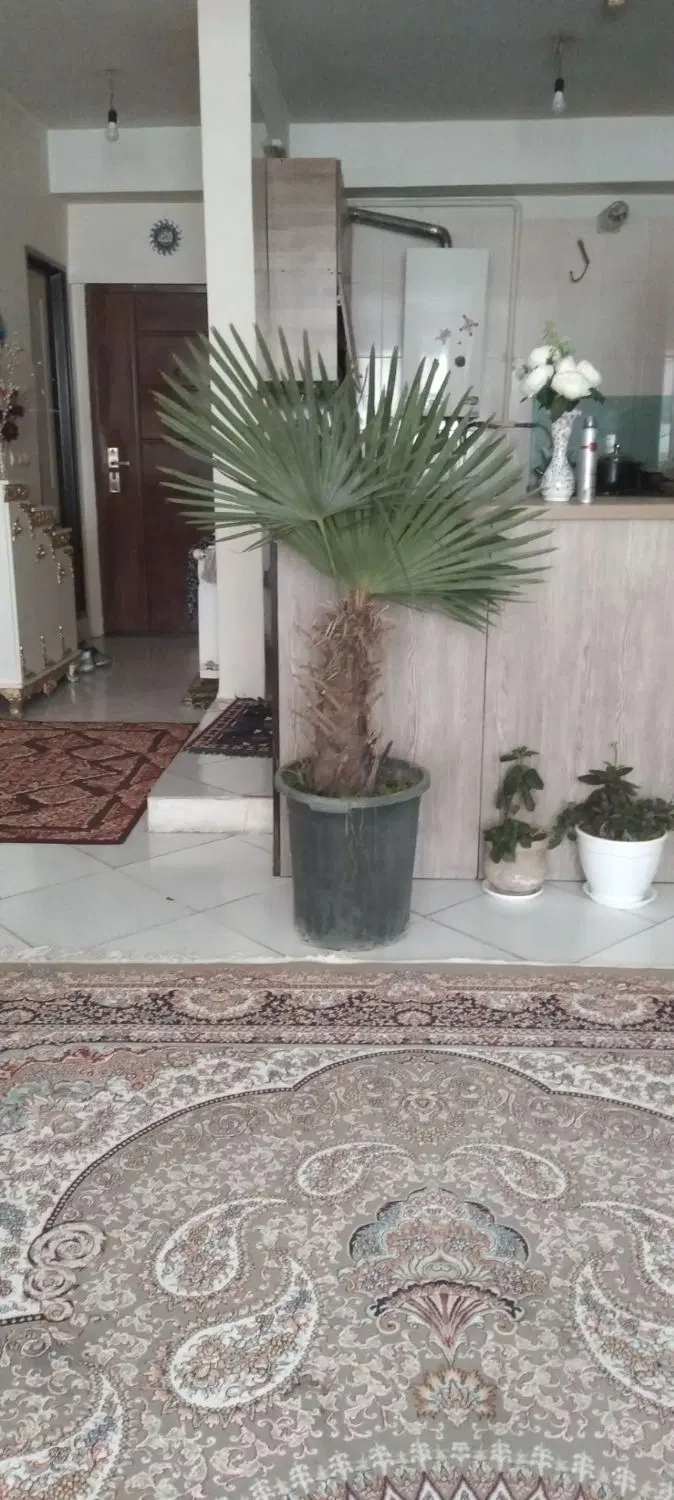 نخل پالم|گل و گیاه طبیعی|چهارباغ, |دیوار