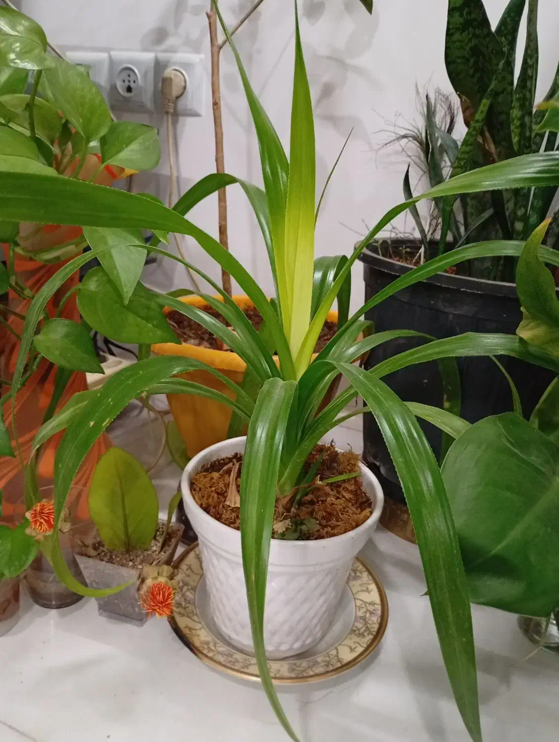 گل طبیعی|گل و گیاه طبیعی|نیشابور, مازول|دیوار