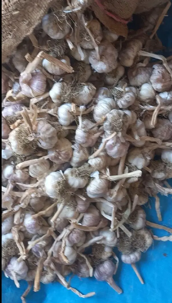 سیر|خوردنی و آشامیدنی|پارس‌آباد, |دیوار