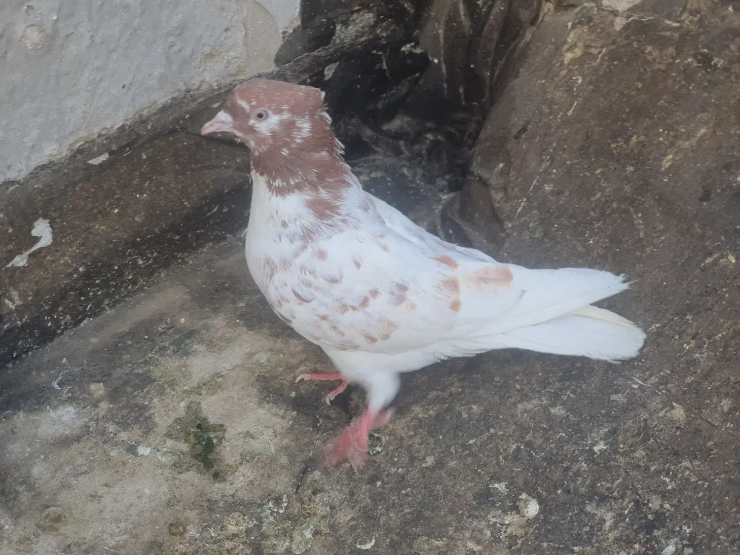 ماده|پرنده|اصفهان, سودان|دیوار