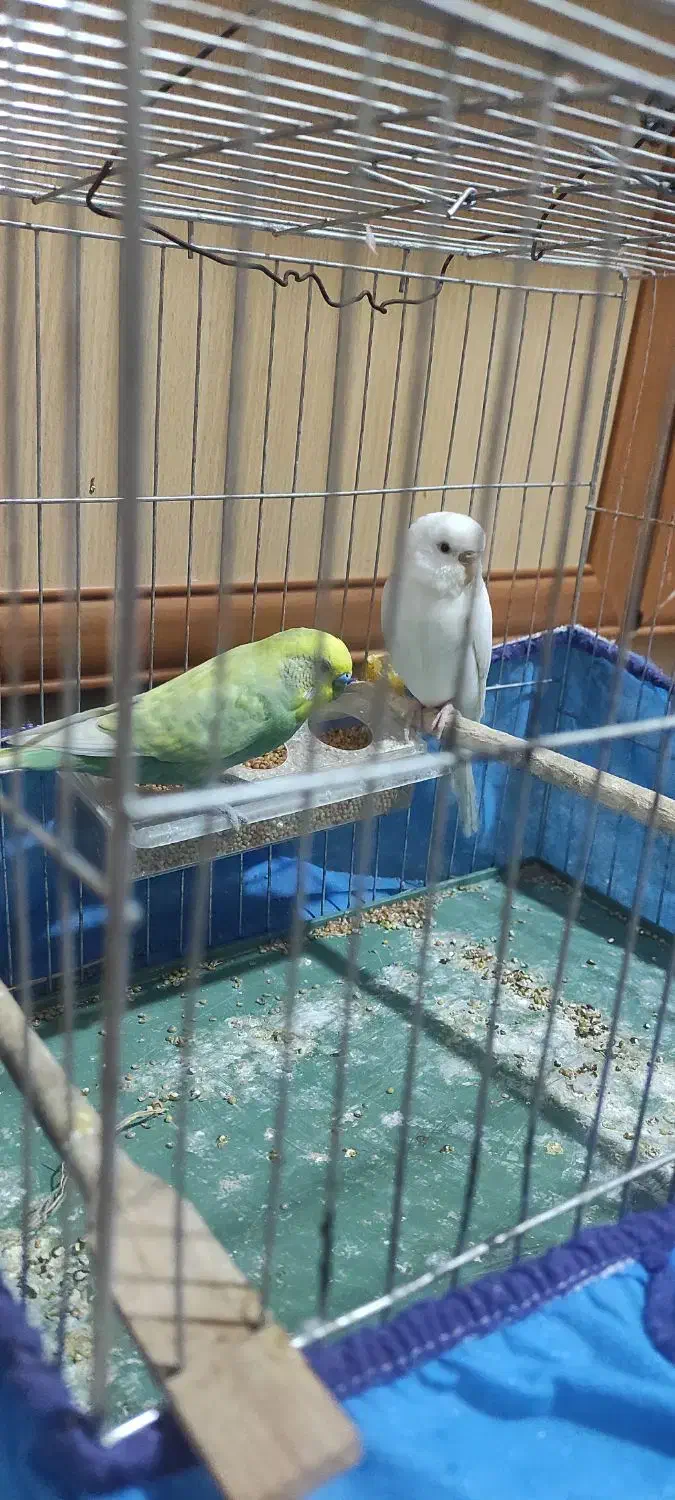 اهواز پردیس|پرنده|اهواز, پردیس|دیوار