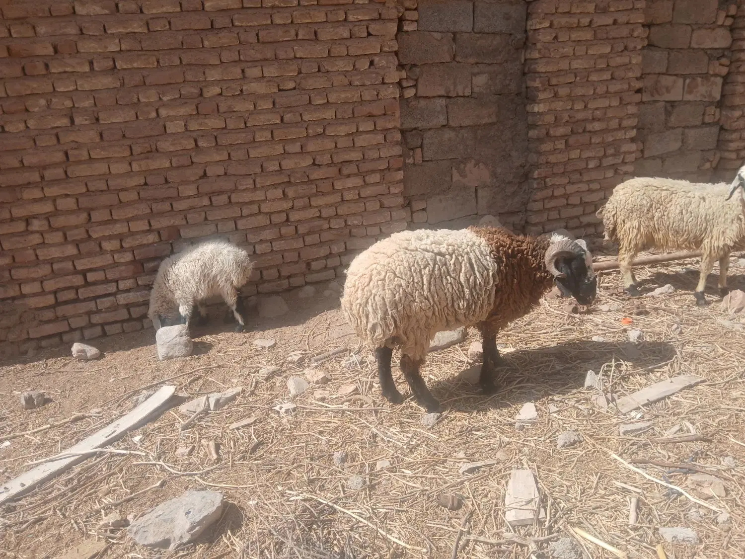 بره|حیوانات مزرعه|ماهان, |دیوار