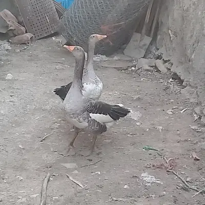 غاز|حیوانات مزرعه|کرمانشاه, |دیوار