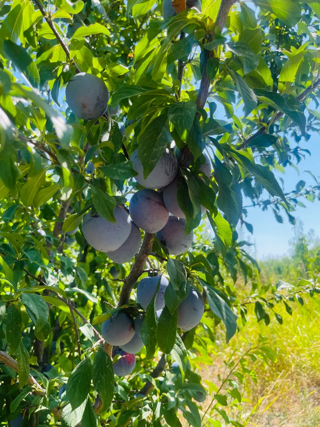 آلو|خوردنی و آشامیدنی|ارومیه, |دیوار