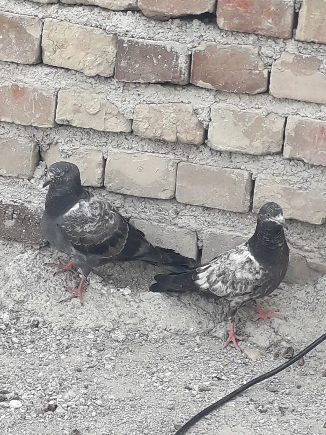 کفتر|پرنده|مینان, |دیوار